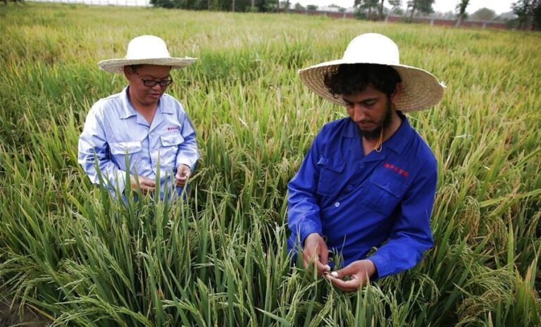 pakistan-e1668433836750