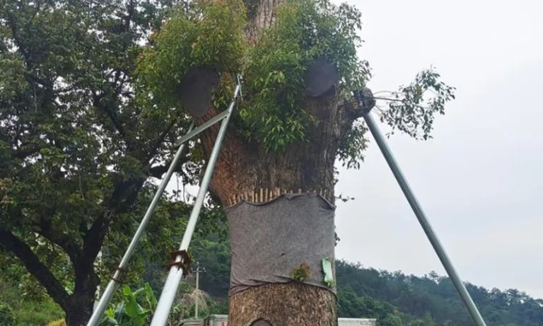 Tree-rescuing journeys rooted in China's democracy