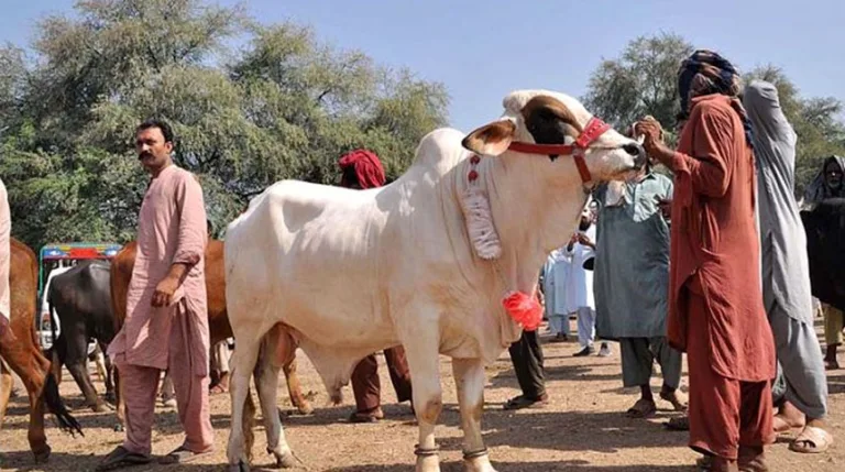 SBP launches campaign to promote digitalization of payments in cattle markets