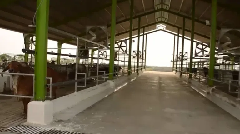 Modern reforms being introduced in livestock sector through SIFC